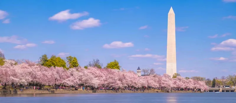 festivales en Washington, D.C., National Cherry Blossom