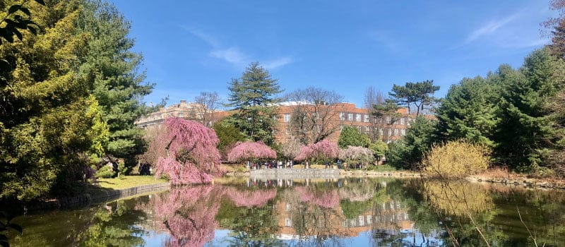 Avistamiento de Aves, Jardín Botánico de Brooklyn
