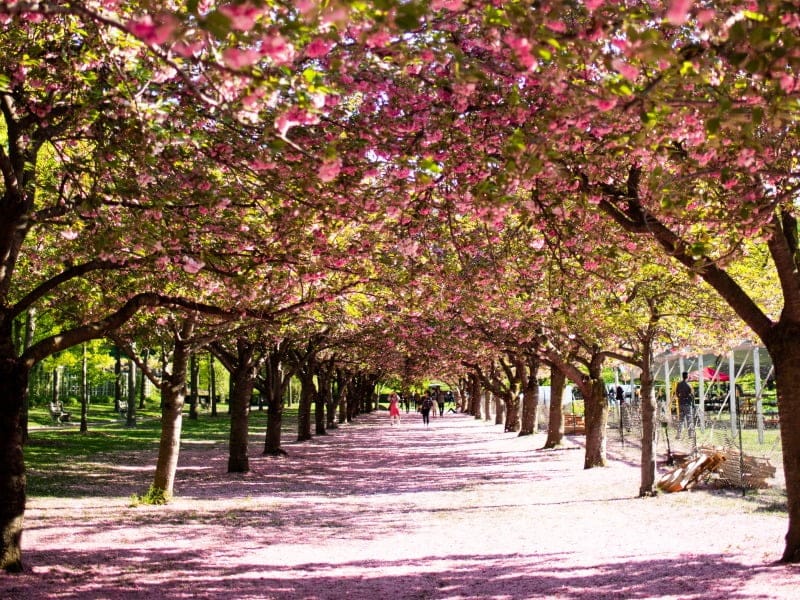 Primavera en Nueva York, Jardín Botánico