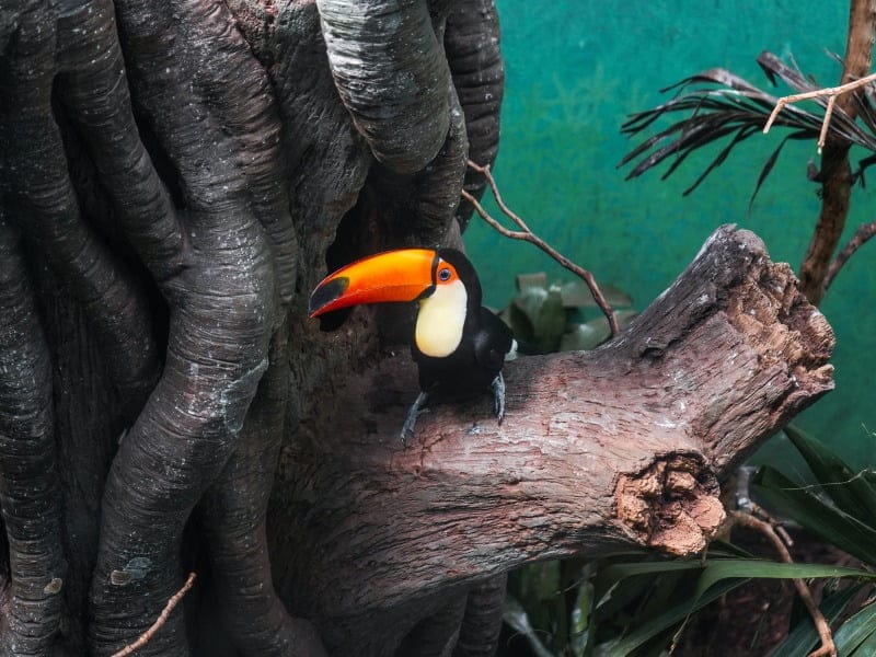 Zoológico del Bronx