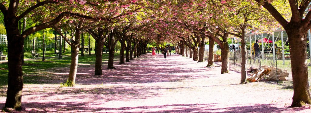 Flores de cerezo en Nueva York