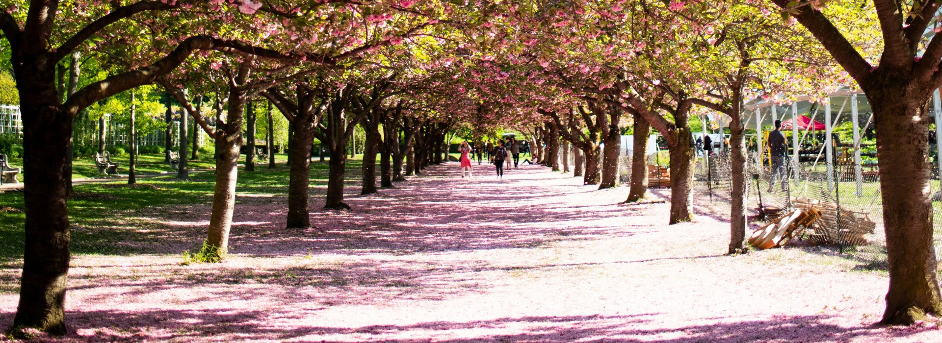 Flores de cerezo en Nueva York