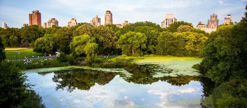 Birdwatching, Central Park